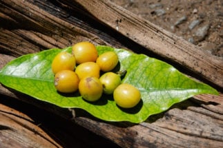 <p>Brazil is the third largest exporter of coffee to China (photo: Sarita Reed)</p>