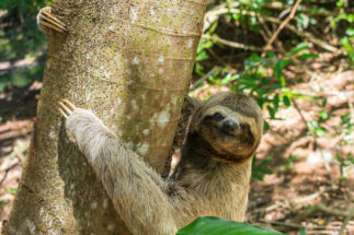 <p>A sloth on Itamaraca island, Brazil&#8217;s Pernambuco state. Brazil will participate in international negotiations to protect biodiversity but faces diplomatic challenges after rolling back environmental protections (image: Alamy)</p>