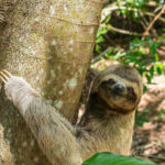 A sloth in a tree on Itamaraca island, Brazil's Pernambuco state,Brazil