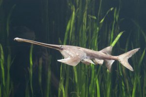The Chinese paddlefish - one of the several endangered species at risk of dam building