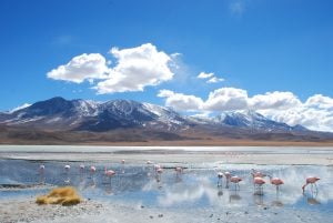 <p>Laguna Hedionda, a saline lake in Bolivia famous for migratory species of pink and white flamingos (Image by&nbsp;Borja Garc&iacute;a de Sola Fern&aacute;ndez)</p>