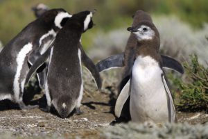 <p>Numbers of penguins have fallen sharply in the wake of overfishing (Image by Martin St-Amant)</p>