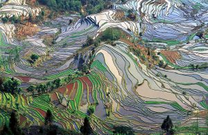 <p>Rice terraces in Yunnan province&nbsp;(Image by Jialiang Gao)</p>