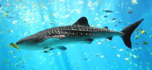 <p>The whale shark is the world&#8217;s biggest fish, and also one of its most endangered (Wikipedia)</p>