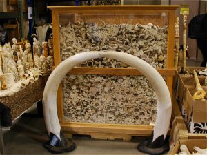 <p>Ivory carvings that have driven a rise in the poaching of elephants in Africa (Image by Kate Miyamoto / USFWS)</p>