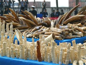Elephant ivory in Guangzhou in 2014 prior to being destroyed (Image: IFAW)