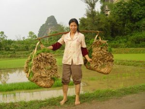 A female Chinese farmer carries rice plants