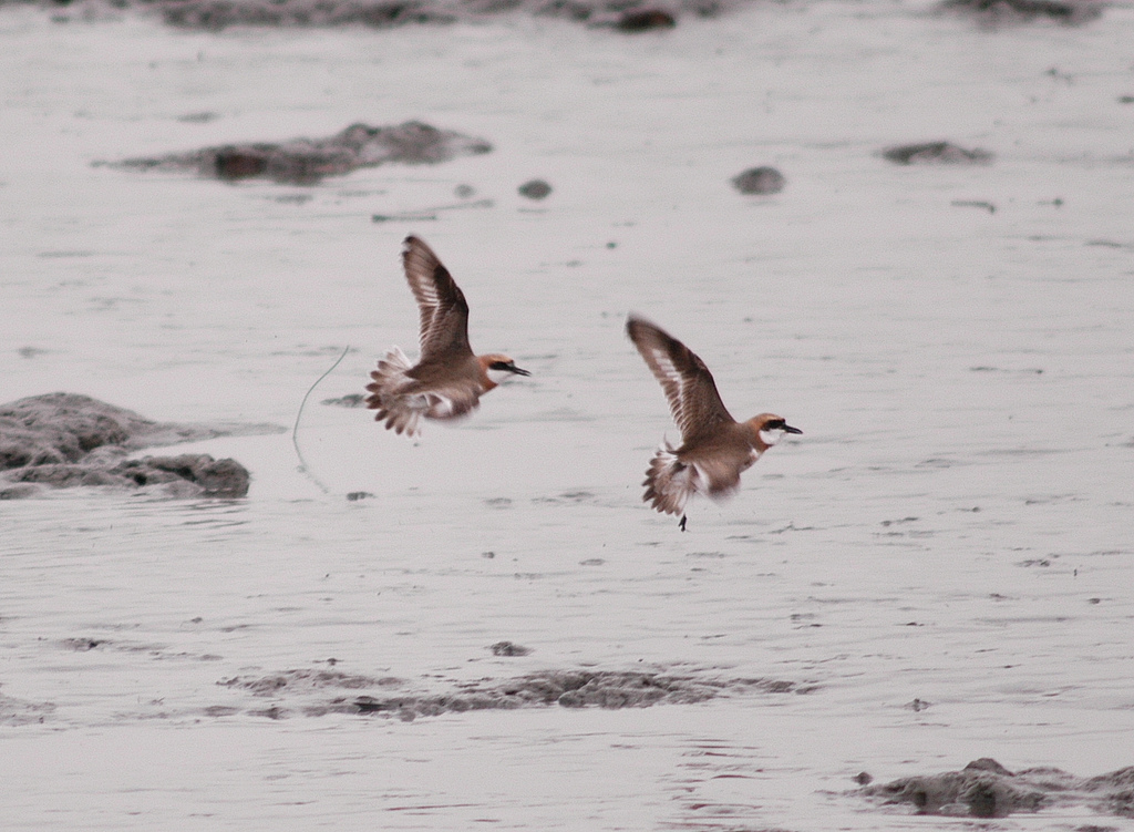 <p>&nbsp;图片来源：<a href="http://www.flickr.com/photos/waders/128285388/">Changhua Coast Conservation Action</a></p>