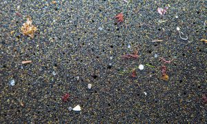 <p>Microplastics in the Azores. Campaigners say microbeads are the easiest type of this pollution to tackle. Photograph: Peter Charaf/RaceforWater</p>