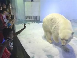 Pizza the polar bear paces his enclosure in China's Grandview mall. Pizza is a major draw for shoppers but the unnatural environment has caused global outcry (Image by weibo)