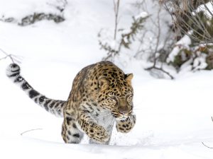 <p>An Amur Leopard mid hunt (Image: Alamy)</p>