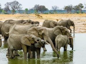 <p>Elephants in Hwange National Park, Zimbabwe. (Image by Steven dosRemedios)</p>