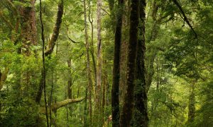 <p>Fires have broken out in parts of the Tarkine rainforest in Tasmania&rsquo;s north-west. Once these forests are burned, they take centuries to recover. Photograph: Markus Mauthe/Greenpeace</p>