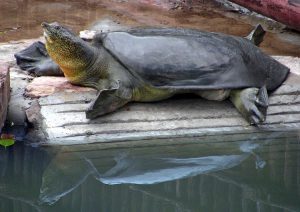 <p>One of the world&rsquo;s three remaining Giant Softshell Turtles in Suzhou Zoo. (Image:&nbsp;Gerald Kuchling/Turtle Survival Alliance)</p>
