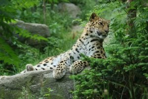 <p>Amur leopards are critically endangered with maybe 60 living in the wild and around 200 in zoos around the world. (Image: zoofanatic)</p>