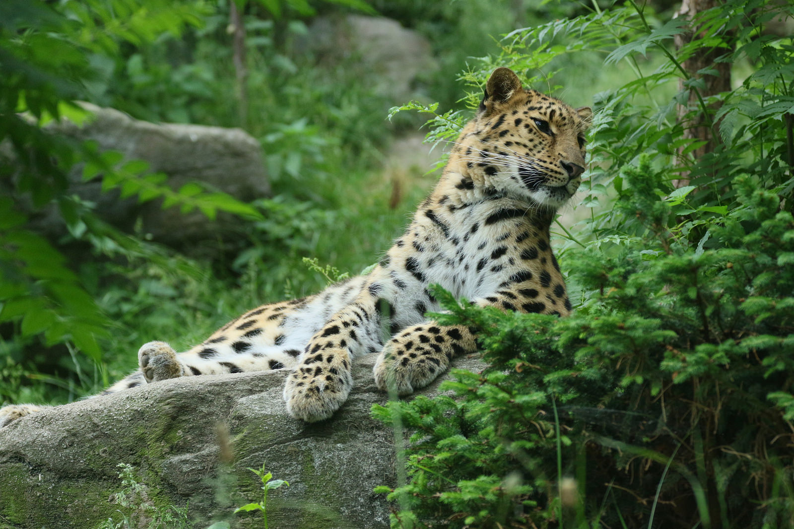 <p>Amur leopards are critically endangered with maybe 60 living in the wild and around 200 in zoos around the world. (Image: zoofanatic)</p>