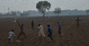 <p>Desert locusts attack crops near Okara district, Pakistan. (Photo: Pacific Press Agency/Alamy)</p>