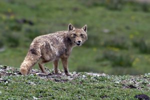 <p>Much of the habitat of the Tibetan sand fox is protected by China’s “ecological conservation redlines” (Image: Alamy)</p>