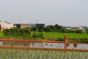 <p>攸县石羊塘镇南田村的村民在稻田里插秧。2013年，产自这里的稻米被检出镉超标。</p>