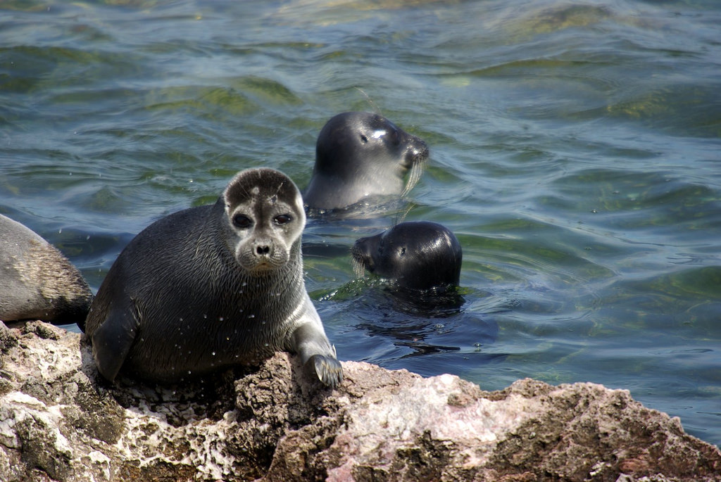 <p>The Baikal seal is found nowhere else on Earth. (Image by Sergey Gabdurakhmanov)</p>