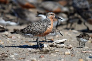 The Red Knot on Chinese wetland