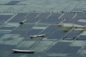 <p>One analysis shows that if seaweed farms covered 9% of the ocean they remove all current human emissions from the atmosphere. (Photo:&nbsp;</p>