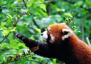 <p>The red panda, native to Yunnan province, is threatened by habitat loss and fragmentation (Image by&nbsp;ksbuehler)</p>