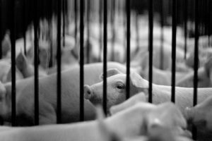 <p>Pigs on a farm in the United States (Image: Kevin Chang)</p>