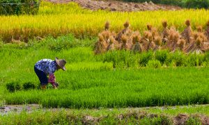 <p>The findings could have a disproportionate impact on maternal and&nbsp;child health&nbsp;in the poorest rice-dependent countries&nbsp;(Image:&nbsp;olly301)</p>