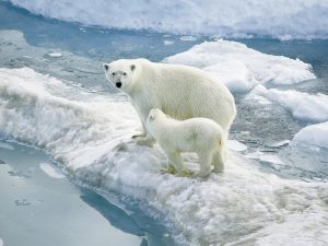 <p>Ice loss is adding to the plight of polar bears living in a marginalised Arctic zone, which can end up stranded on ice bergs. (Image by&nbsp;sheilapic76)</p>