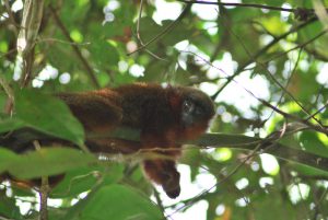 <p>The titi Caquetá monkey, found near Sinochem’s Nogal oil block, is considered one of the 25 most endangered primates in the world (Image: Javier García)</p>