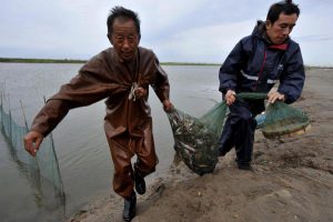 Fishermen bring their daily catch ashore near the Chinese city of Tianjin.