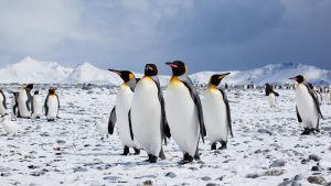 crowd of emperor penguins