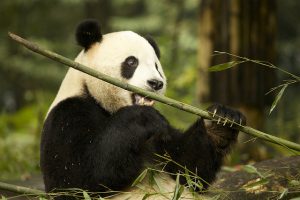 China's giant panda