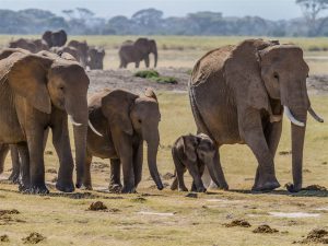 A herd of bush elephants in the Amboseli National Park, south Kenya