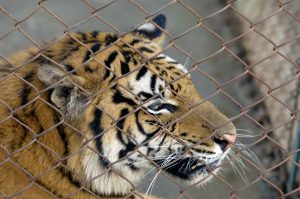 <p>In the name of “conservation” China’s tiger farms have fuelled the sale and consumption of tiger parts, encouraging the destruction of the species (Image: Alamy)</p>