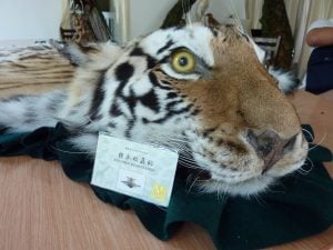 <p>An EIA investigator was offered this tiger skin rug with a permit by an authorised taxidermist in Anhui, China in 2012. (Image from EIA)</p>