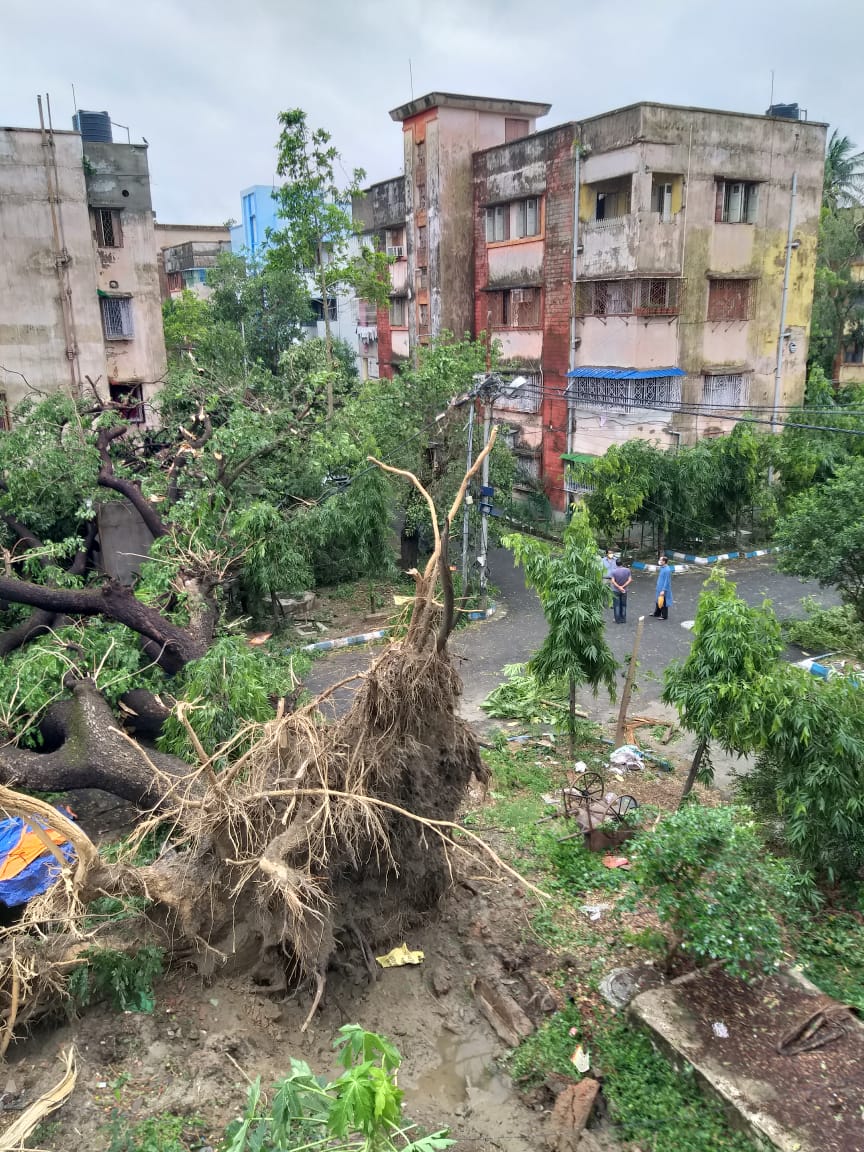 cyclone amphan aftermath. Massive trees uprooted by tremendous winds