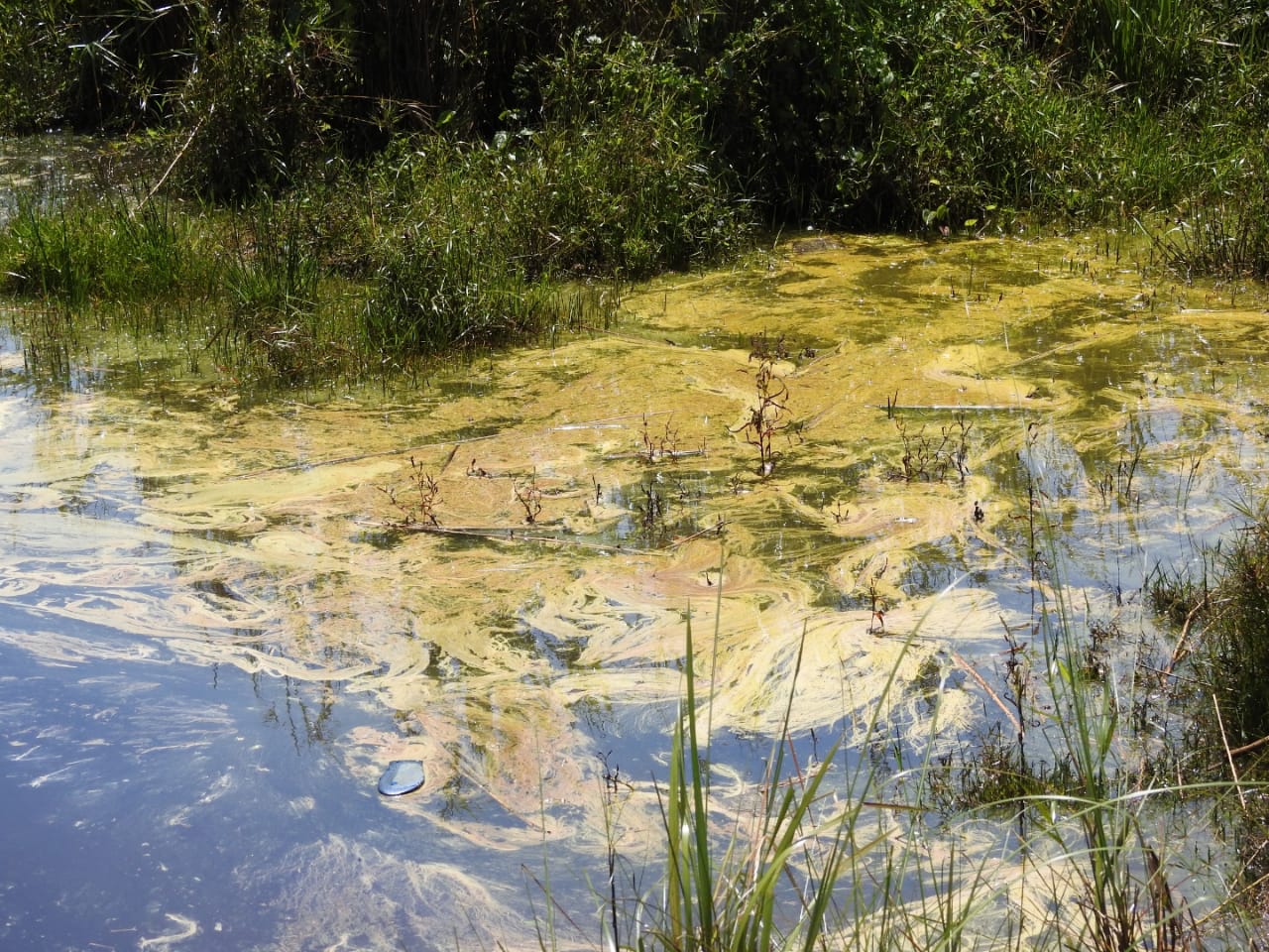 <p>Oil covers the water of the Maguri-Motapung wetland near the site where a well blew out on May 27 [image by: Binanda Hatibaruah]</p>