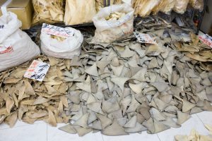 pile of shark fins used for illegal trade. Global trade in shark fins is now declining
