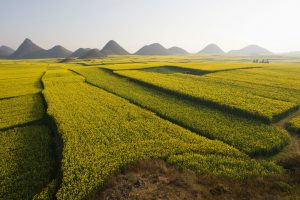 <p>Many subsistence farms in China are being replaced by commercial monoculture, risking the loss of traditional crop varieties (Image: Alamy)</p>