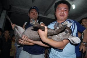 <p>Members of animal conservationists group confiscate a Reindeer from Hainan Market (Image: Alamy)</p>