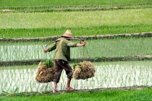<p>It&#39;s hard to overstate the importance of food security in China, which has one-fifth of the world&rsquo;s population and only 8% of its arable land (Image: Alamy)</p>
