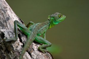<p>哥斯达黎加托尔图格罗国家公园的双嵴冠蜥。图片来源：Alamy</p>