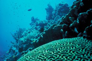 <p>Coral reefs and their teeming wildlife could be wiped out by the impact of climate change and chemicals from fertiliser, scientists warn</p>