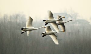 <p>Whooper swans at Sanmenxia (Image: Alamy)</p>