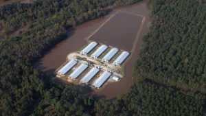 <p>Hurricane Matthew flooded a large number of pig and poultry sheds and nearby waterways in several counties in eastern North Carolina.&nbsp;(Wanqing Zhou and Caroline Wimberly/Brighter Green)</p>