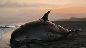 <p>Hunted to the brink of extinction, only sixteen vaquita porpoises are thought to remain (Illustration by Frédérique Lucas)​</p>