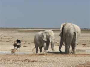 Elephants in northern Namibia.