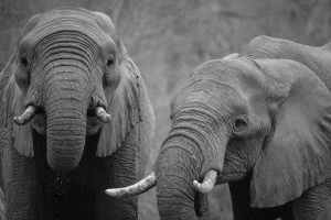 two elephants in black and white